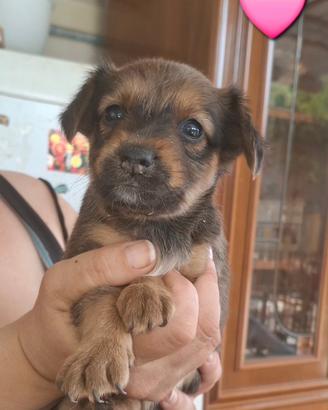 Cuccioli meticci