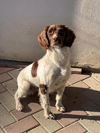 Cagnolina di razza Springer