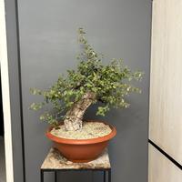 Pre bonsai di quercia da sughero
