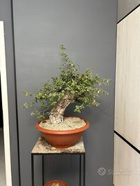 Pre bonsai di quercia da sughero