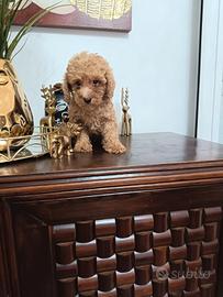 cuccioli barboncini