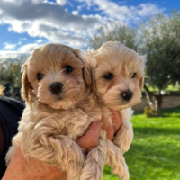 Maltipoo