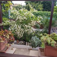 Piante varie per Giardini e Terrazzi 