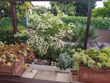 Piante varie per Giardini e Terrazzi 