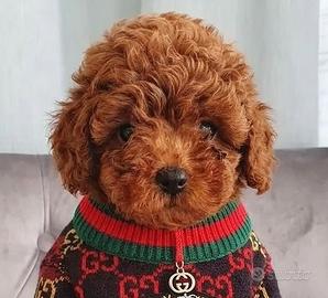 Carlos Barboncino toy -ANCHE A RATE-