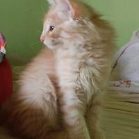 Gatti Norvegesi cuccioli