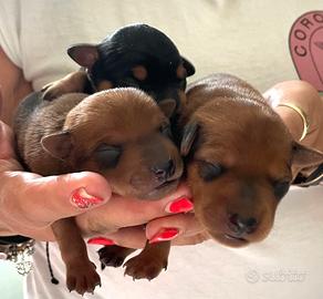 Cuccioli pinscher
