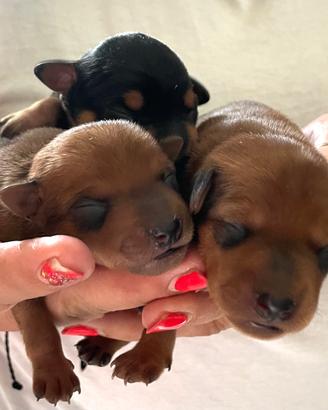 Cuccioli pinscher