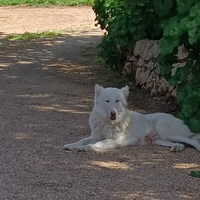 Cani cuccioli di maremmano e aski bianca
