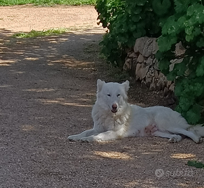 Cani cuccioli di maremmano e aski bianca
