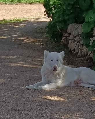 Cani cuccioli di maremmano e aski bianca