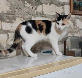 Lolla gattina 8 mesi