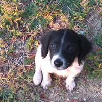 Cucciolo di Breton