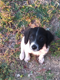 Cucciolo di Breton