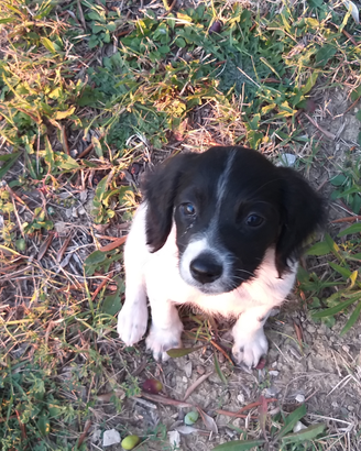 Cucciolo di Breton