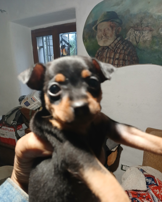 Anim