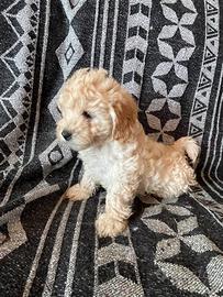 Cuccioli Maltipoo