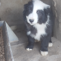 Cucciolo di Border collie