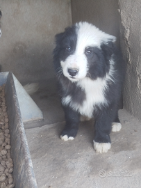 Cucciolo di Border collie