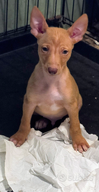 Cuccioli di Cirneco dell'Etna