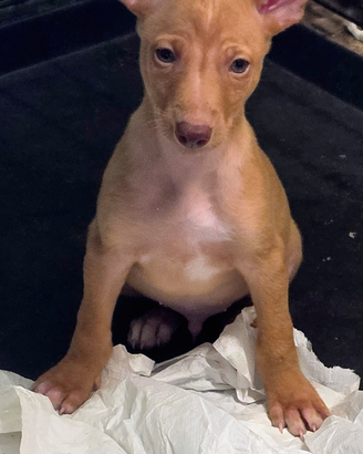 Cuccioli di Cirneco dell'Etna