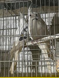 Vend calopsiti di tutti colori 2026