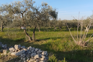 Terreno sito in Capurso