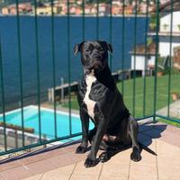 Amstaff zeus