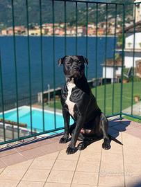 Amstaff zeus