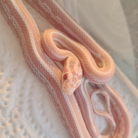 Pantherophis guttatus (serpente del grano)