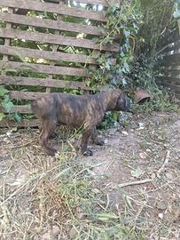 Cuccioli di cane corso