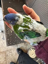 Pappagallo Lori arcobaleno