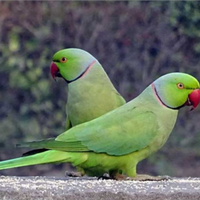 Parrocchetto dal collare