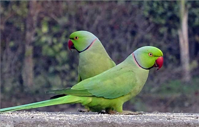Parrocchetto dal collare