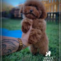 Barboncino toy cuccioli