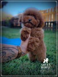 Barboncino toy cuccioli