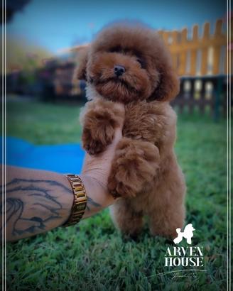 Barboncino toy cuccioli