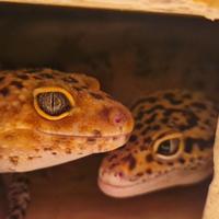 Coppia Gechi Leopardini (maschio e femmina)