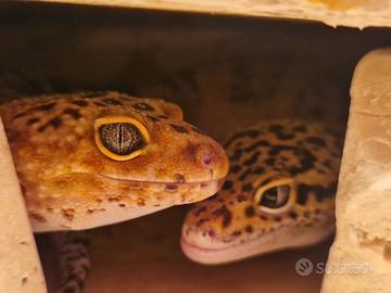 Coppia Gechi Leopardini (maschio e femmina)