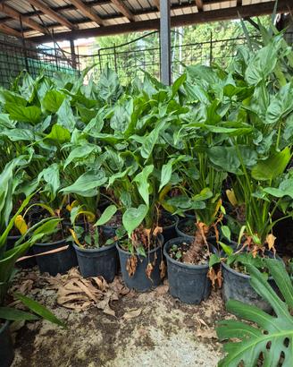 Pianta di Alocasia  Cucullata