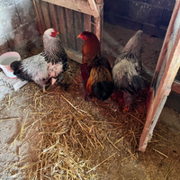 Galli Brahama Adulti