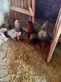 Galli Brahama Adulti