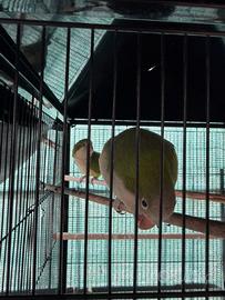 Parrocchetti monaco riproduttivi