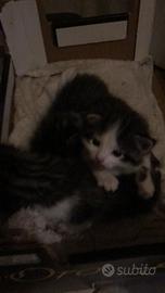 Gattini disponibili