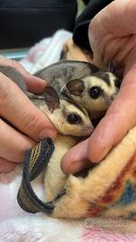 Allevamento petauri dello zucchero Milano