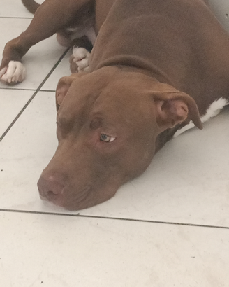 Cucciolo di Pitbull