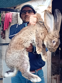 Conigli gigante grigio(Fiandre)