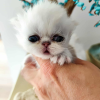 Cucciolo persiano chinchilla con pedigree