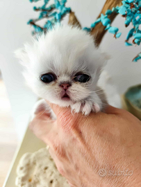 Cucciolo persiano chinchilla con pedigree