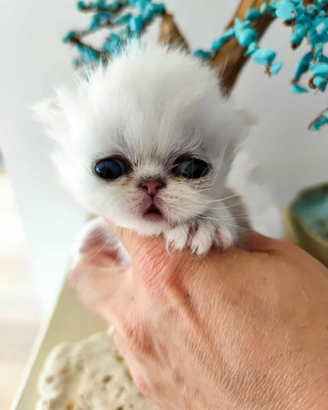 Cucciolo persiano chinchilla con pedigree